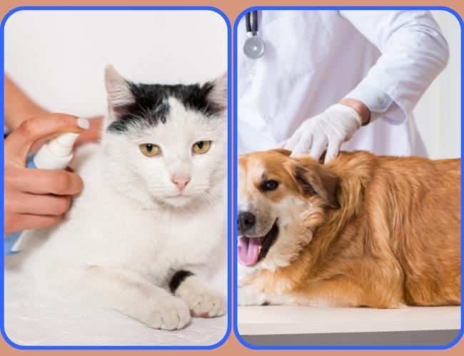 2 image in one that show the vet Treating Dog And Cat to Control ticks and fleas