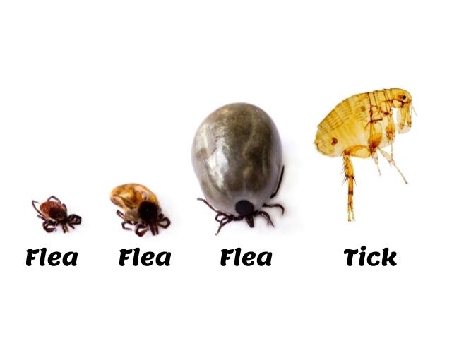 ticks and fleas