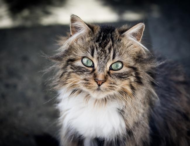 Cat With Long Hair