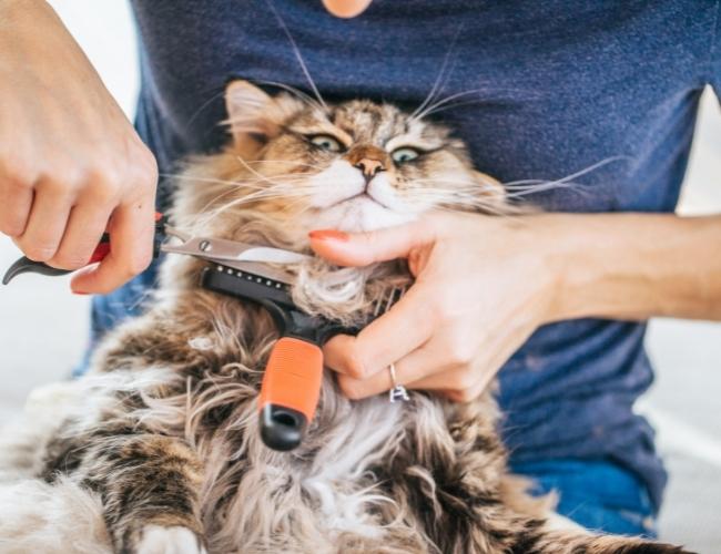 Cat Matted Hair