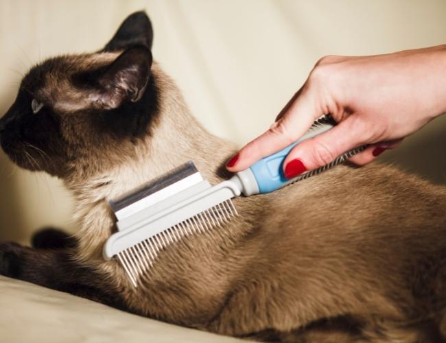 Pet Hair Care Tips