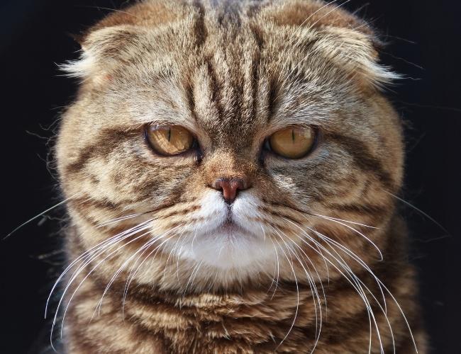 Pet Hair Care Tips