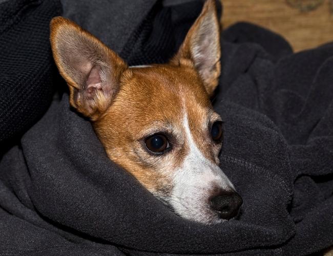 Pet Winter Care Tips