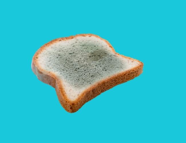 A mouldy Bread is shown in the image that is toxic food for Dogs