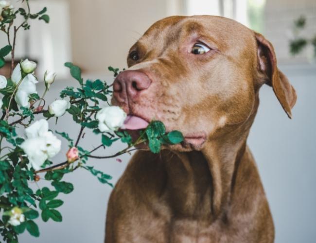 Brown Dog Smelling Flower