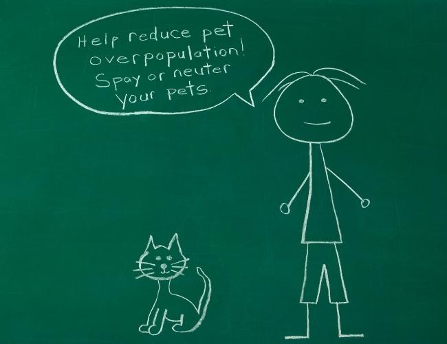 Spaying And Neutering Pets