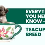 Teacup Dog Breed – Everything You Need To Know Price Health Lifespan Care Tips