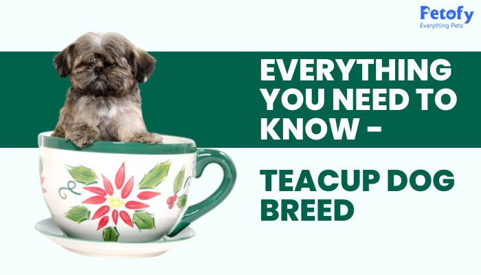 Teacup Dog Breed – Everything You Need To Know Price Health Lifespan Care Tips