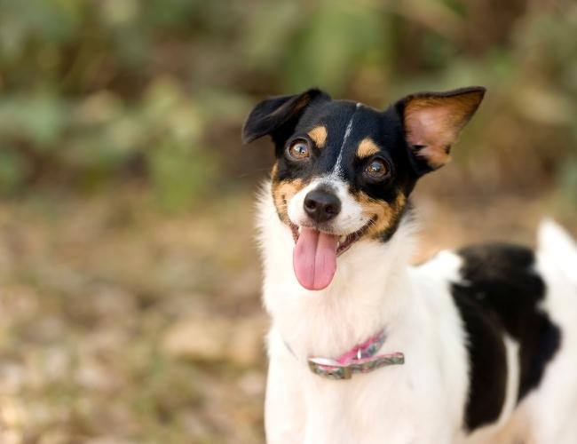 A happy Dog
