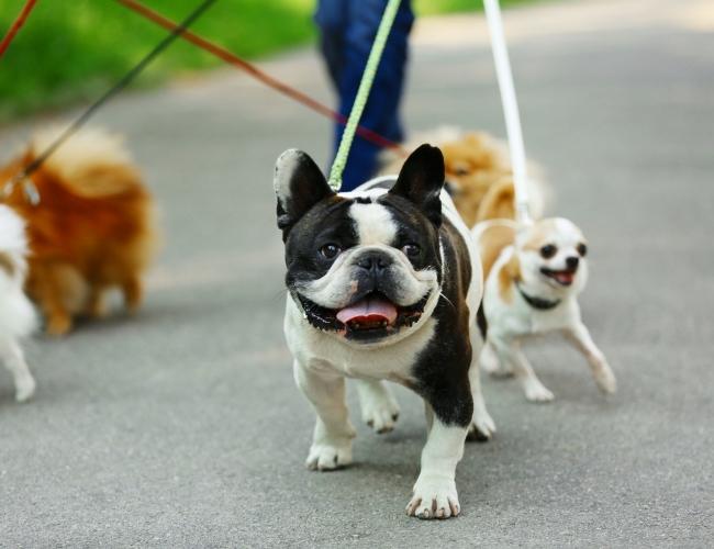 Dogs Are Very Happy