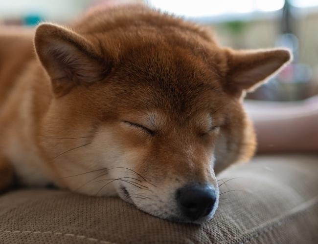 Dog sleeping