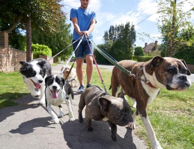 Pet Dog Owner Taking His Pet Dogs For A Walk