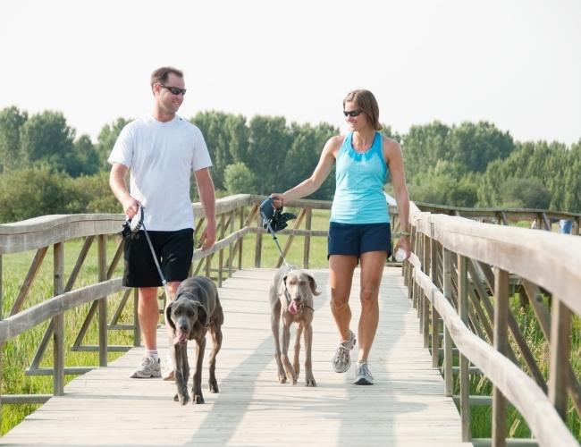 Two pet owners walking with their dogs