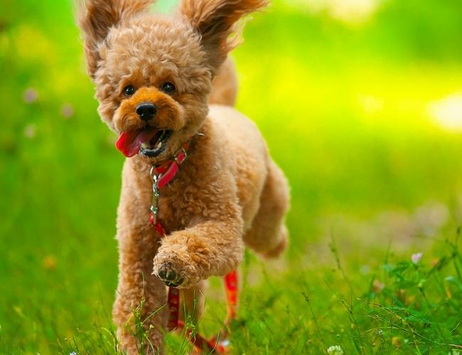 Dog Enjoying in the green field