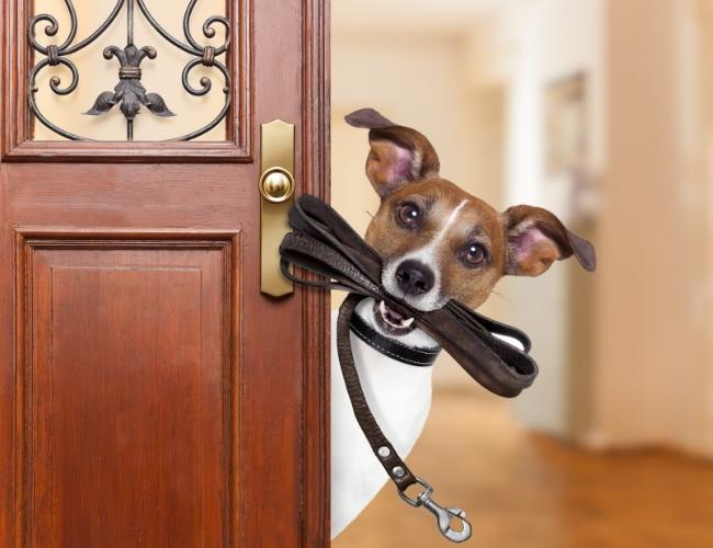 Dog holding a leash on mouth