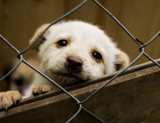 Puppy Adoption Guide - Always Adopt The Suitable Puppy Breed