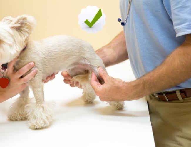 Puppy Adoption Guide - Check The Puppy Properly