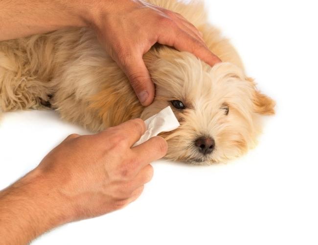Puppy Adoption Guide - Check The Puppy Eyes