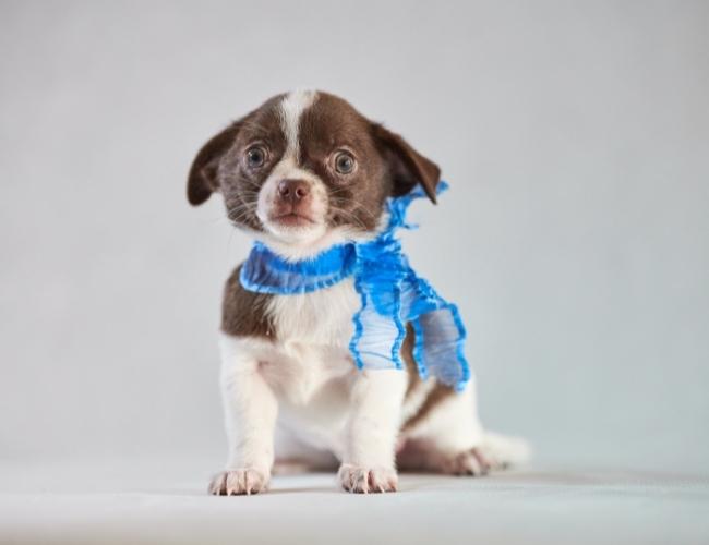 Puppy Adoption Guide - Make Sure Puppy is Healthy