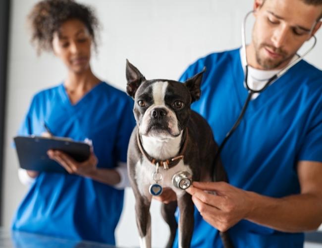 Puppy Adoption Guide - Keep An Eye On Disease Symptoms