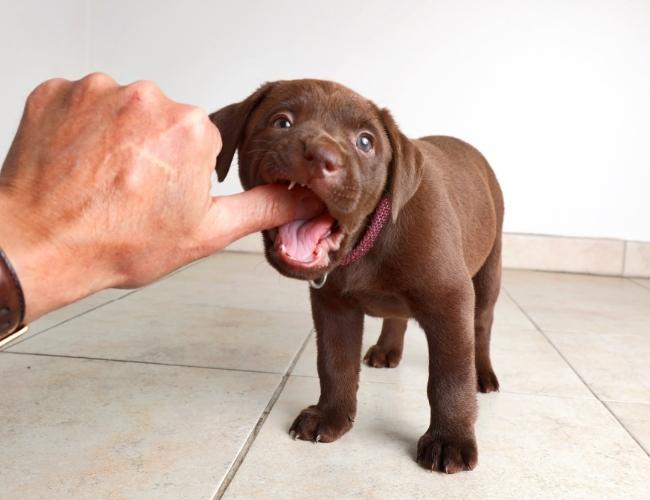 Puppy Adoption Guide - Check Puppy Teeth