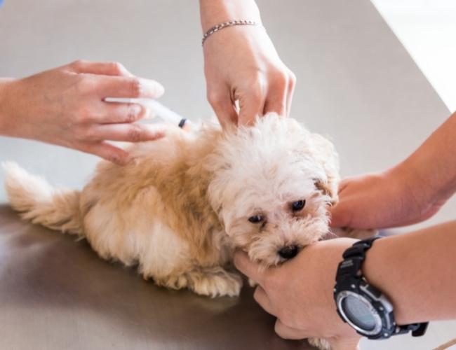Puppy Adoption Guide - Check Vaccination Status Before Puppy Adoption
