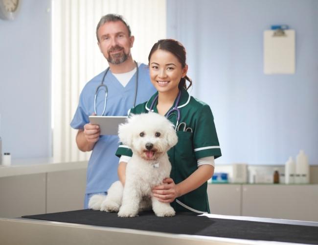 Puppy Adoption Guide - Take The Help of a Vet