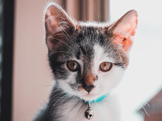 MANX cat