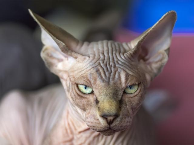 SPHYNX cat