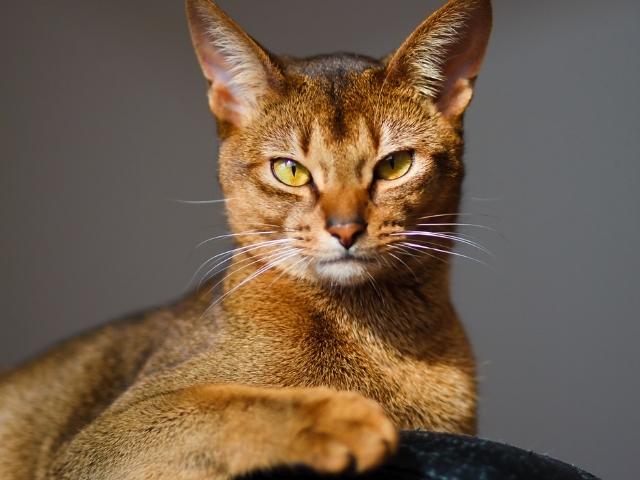 ABYSSINIAN cat