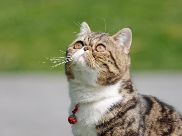 EXOTIC SHORTHAIR cat