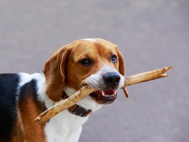 American Foxhound one of the hunting dog breed