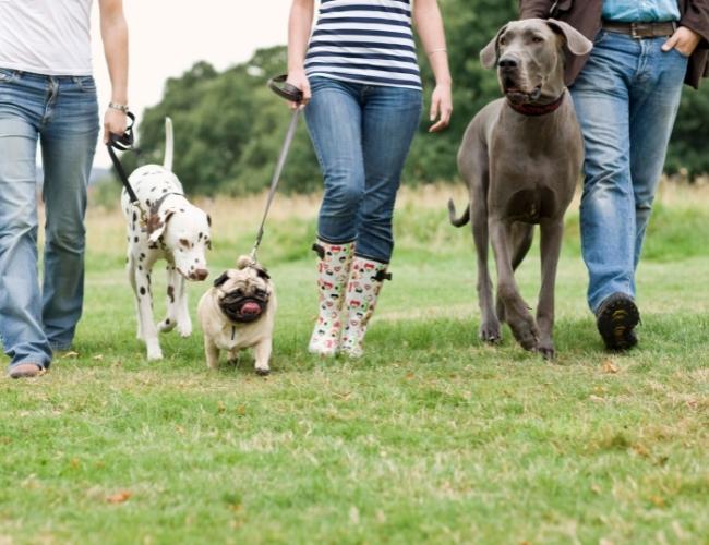 Get involved with Pet owners