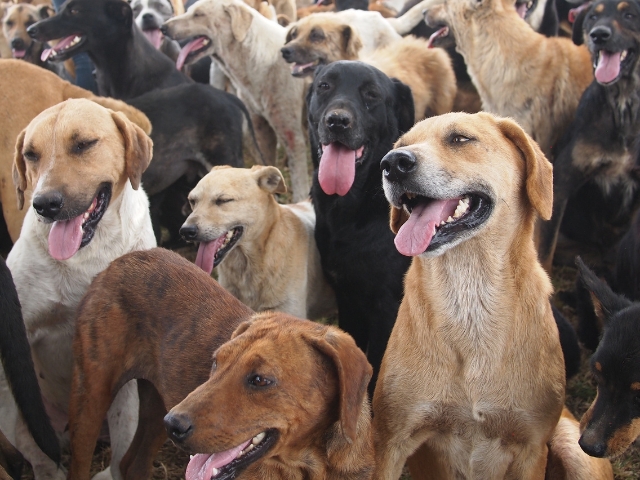 Stray dogs in india