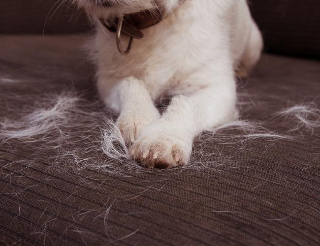 Hair Shedding in Dog