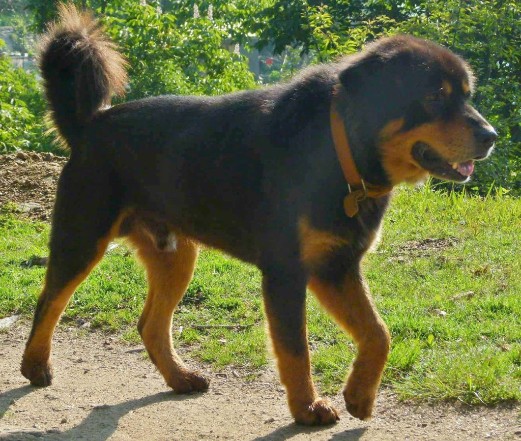 Kumaon mastiff or Himalayan Sheep Dog