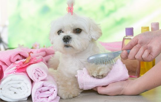 Grooming For Maltese Dog