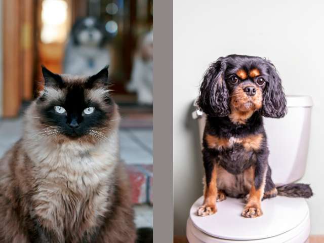 Difference between Dog And Cat
