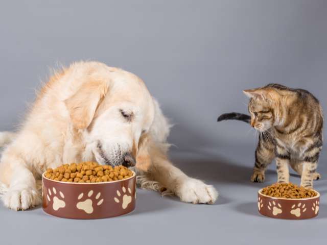 Difference between Dog And Cat