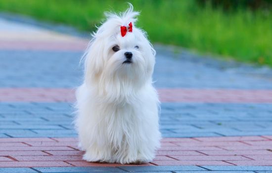 Maltese Dog Price in India are around INR 80000 to INR 1,20,000
