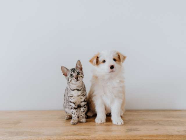 Difference between Dog And Cat