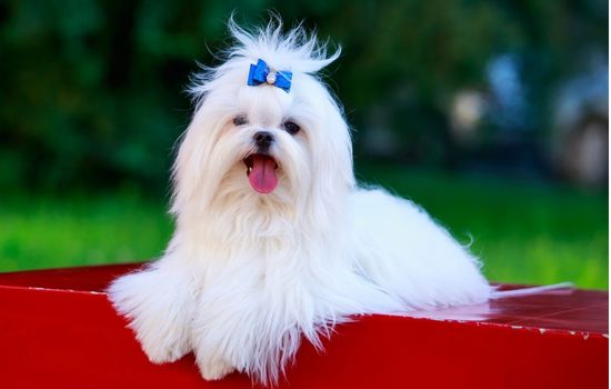 Maltese Dog
