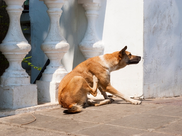 Stray dog in india