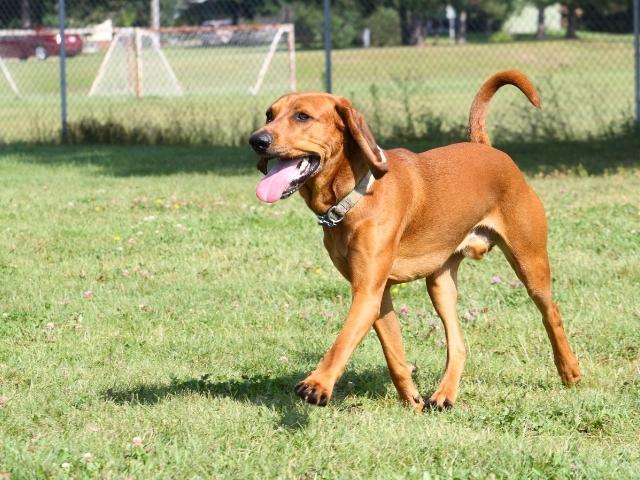 The bird hunter Coonhound