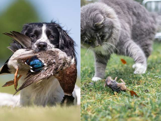Difference between Dog And Cat