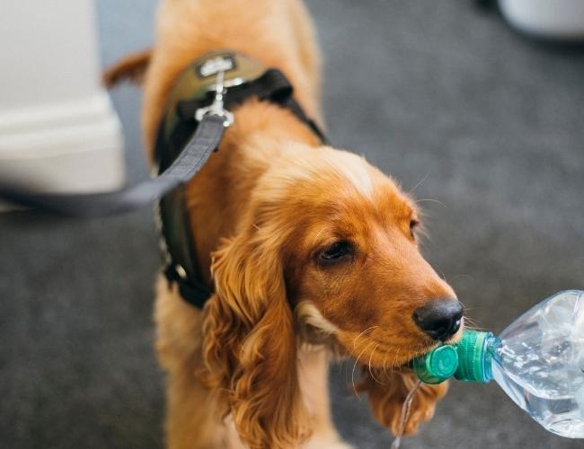 Someone offering water from a water bottle to a thirsty dog