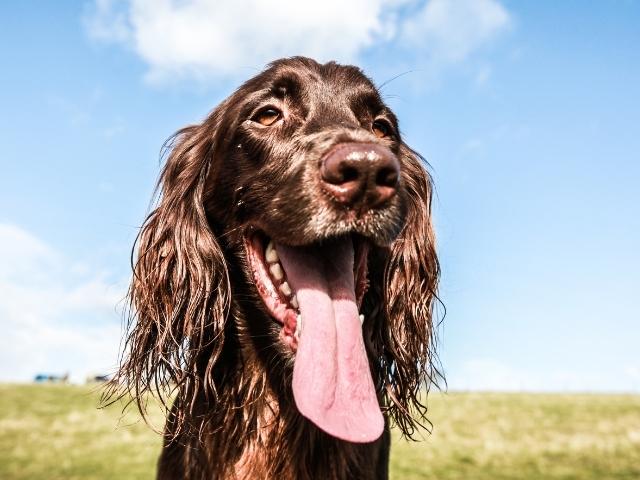 Spaniel Dog Rabbit Hunter