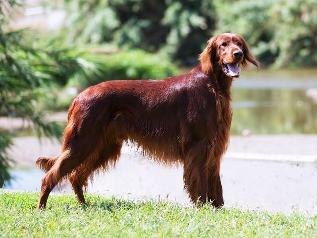 Irish Setter Sport Dog