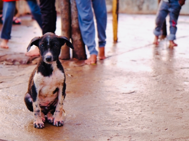 Stray dog in india