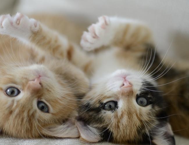 two cute kittens laying upside down